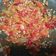 Cooksnap dari Murty Setiawan untuk resep Sambal bledek geprek