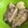 El cooksnap de Sofia Ortega cuando hizo Manitas de cerdo en salsa verde.