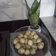Cooksnap dari Ila untuk resep Cilok empuk walau sudah dingin isi gajih