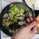 Teng Chiao Wan 的 絲瓜蛤蜊 cooksnap