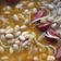 El cooksnap de David Saunders cuando hizo Porotos con riendas y chorizo.