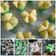 Cooksnap dari Made Mini untuk resep Kue Mangkok Mekar