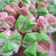 Cooksnap dari VeraGuy untuk resep Bolu Kukus Simpel