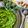 il Marcella Sweetly Elvie quando ha preparato Pesto rucola anacardi