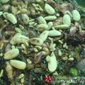 Cooksnap από aroma στη συνταγή Χταπόδι με καραμελωμένα κρεμμύδια και κουκουνάρι