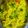 Suchitra S(Radhika S)'s cooksnap of when they made Vermicelli /sevai upma.