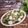 Cooksnap dari Priska Koes untuk resep Cah samhong telur puyuh
