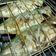Cooksnap mamy_kitchen89 semasa beliau membuat Ikan Percik Putih.