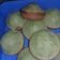 Cooksnap dari Anggraeni Medika Panca Ramadani untuk resep Bolu pandan panggang cetakan lumpur (santan+minyak) ala dapur lisa