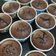Cooksnap dari Lia Angela untuk resep Best CHOCOLATE CUPCAKES lembut & moist (bisa no mixer)