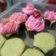 Cooksnap dari Gave Bunda Zidan untuk resep CUPCAKE (based butter cake NCC)