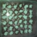 Cooksnap dari rizky kurnia sari untuk resep Kue lumpang