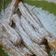 Cooksnap dari Anindzya untuk resep ChuRRos