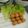 Cooksnap dari D'kitchen untuk resep Sate telur puyuh 🍡🐣 😋😋
