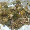 Cooksnap dari vega untuk resep Cumi Basah Lado Mudo (Cabe Hijau)