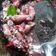 Cooksnap dari cut nehal untuk resep Cumi Asam Manis Pedas