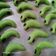Cooksnap dari mama kembar noto untuk resep Kue Ulet Ijo