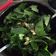 El cooksnap de Maribel Sanchez cuando hizo Ensalada de espinacas con nueces.