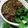 Naila Asif's cooksnap of when they made Green chutney.