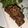 Shital Siddhesh Raut's cooksnap of when they made Kothimbir Vadi.