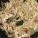 Kirtana Pathak's cooksnap of when they made મોરૈયો (Moraiyo Recipe In Gujarati).
