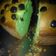 Cooksnap dari Mama KMHM untuk resep Bolu Pandan (bakar) // Pandan cake (baked)