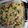 chriscole21's cooksnap of when they made Antipasto pasta with artichokes.