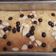 Cooksnap dari Azzah Nilawaty untuk resep Cake pisang 5 bahan sangat lembut no bp/sp (rebake)