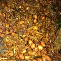 Cooksnap dari Repsi Permata Negara untuk resep Kering Kentang Kacang Teri