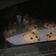 Cooksnap dari Soegianto untuk resep Chewy Chocolate Chip Cookies