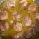 El cooksnap de miguel Villalba cuando hizo Albóndigas en salsa española.
