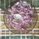 Cooksnap de I. Anselmo quando cozinhou Salada de couve roxa.