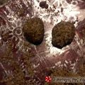 Cooksnap από αννα β στη συνταγή Φοινίκια (κρητικά μελομακάρονα)