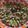 Aditya Asher's cooksnap of when they made Jowar Dhani Sukki Bhel.