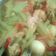 Cooksnap dari Chanessa Love Chanse untuk resep Tumis labu siam + tahu