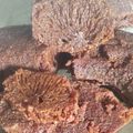 Cooksnap dari Puput untuk resep 186. Cake Sarang Semut / Kue Karamel, enakk bangett 👍🏻