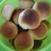 El cooksnap de Nerio cuando hizo Pancitos con leche condensada.