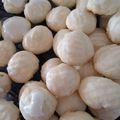 El cooksnap de liliana albornoz cuando hizo Masitas de limón.