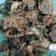 Cooksnap dari Ditha Larasati untuk resep Krengsengan Daging