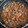 El cooksnap de Julián cuando hizo Mollejas de pollo encebolladas.