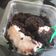 Cooksnap dari Abdullah untuk resep Oreo Cheesecake Strawberry