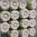 Cooksnap dari Novia Kardian untuk resep Putu Ayu Tepung Beras