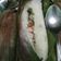 Cooksnap dari ida bunda danish untuk resep Nasi bakar ikan teri kemangi