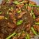 Cooksnap MocQue semasa beliau membuat Daging Goreng Bersama Kacang Panjang.