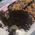 Cooksnap dari makayla untuk resep Brownies Keto Putih Telur