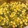 El cooksnap de Mara cuando hizo Garbanzos con espinacas.