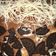 Cooksnap dari Machdarulla Arum Nurani Putri untuk resep Oreo Cheese Cake ala Tiktok (3 Layer)