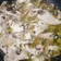 El cooksnap de Sandra Vergara cuando hizo Filetes de pollo en salsa con champiñones 🍄.