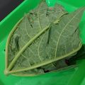 Cooksnap dari Rara Chairunnisa untuk resep Tips bikin daging empuk