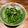 Michelle 的 蒜香炒水蓮 cooksnap